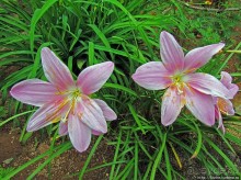 Все цветы мира к ногам наших подруг. Цветущий Мадагаскар