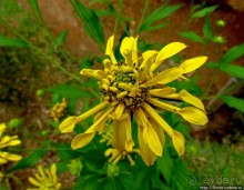 Все цветы мира к ногам наших подруг. Цветущий Мадагаскар