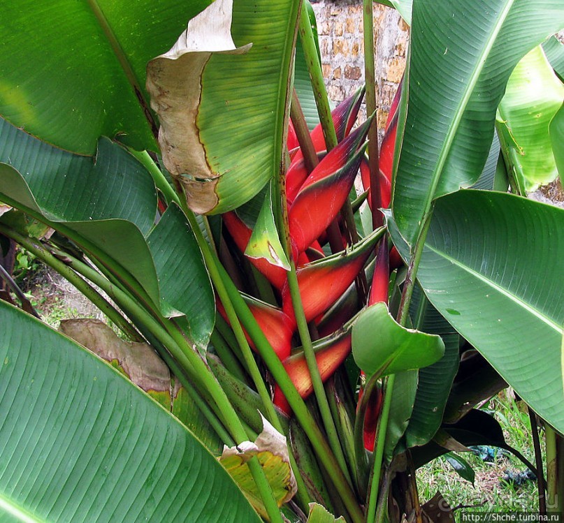 Все цветы мира к ногам наших подруг. Цветущий Мадагаскар