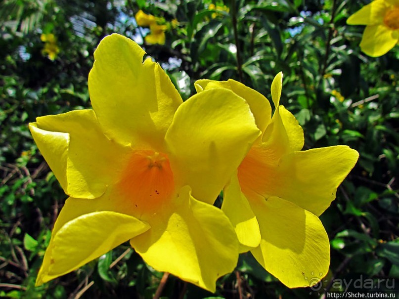 Альбом отзыва "Все цветы мира к ногам наших подруг. Цветущий Мадагаскар"