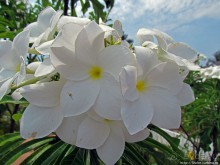 Альбом отзыва "Все цветы мира к ногам наших подруг. Цветущий Мадагаскар"