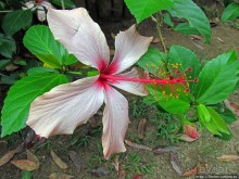 Все цветы мира к ногам наших подруг. Цветущий Мадагаскар