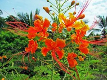 Альбом отзыва "Все цветы мира к ногам наших подруг. Цветущий Мадагаскар"