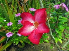 Альбом отзыва "Все цветы мира к ногам наших подруг. Цветущий Мадагаскар"