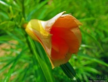 Альбом отзыва "Все цветы мира к ногам наших подруг. Цветущий Мадагаскар"