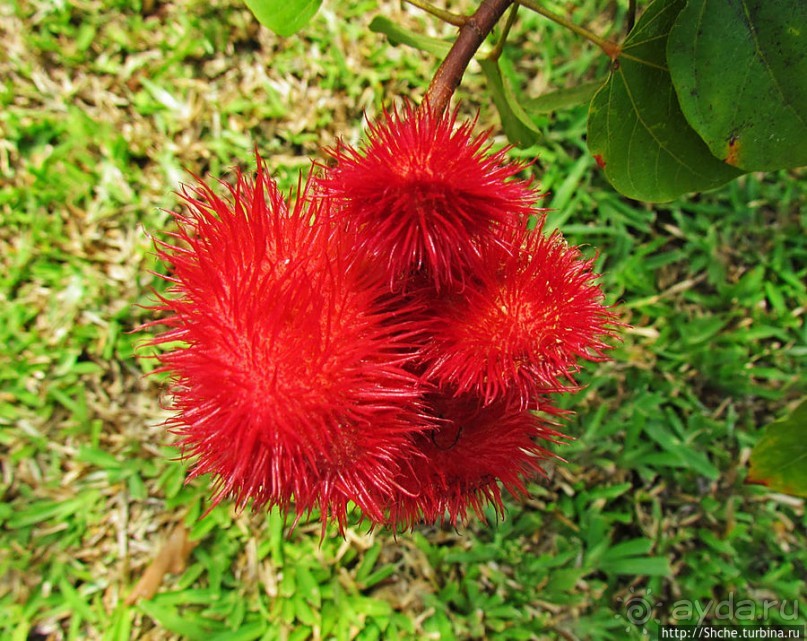 Альбом отзыва "Все цветы мира к ногам наших подруг. Цветущий Мадагаскар"