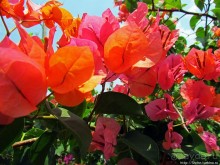 Альбом отзыва "Все цветы мира к ногам наших подруг. Цветущий Мадагаскар"