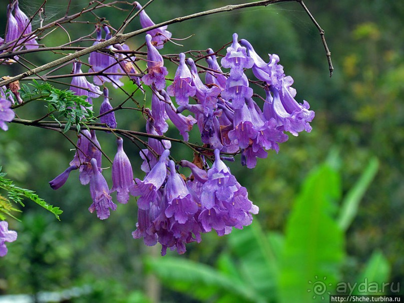 Все цветы мира к ногам наших подруг. Цветущий Мадагаскар