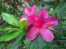 Все цветы мира к ногам наших подруг. Цветущий Мадагаскар