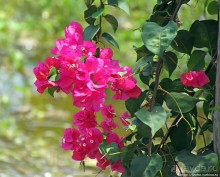 Альбом отзыва "Все цветы мира к ногам наших подруг. Цветущий Мадагаскар"