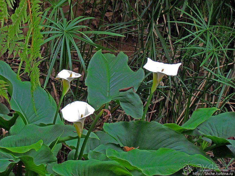 Все цветы мира к ногам наших подруг. Цветущий Мадагаскар