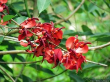 Все цветы мира к ногам наших подруг. Цветущий Мадагаскар