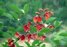 Все цветы мира к ногам наших подруг. Цветущий Мадагаскар