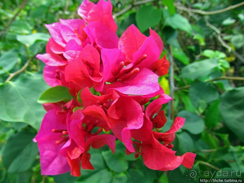 Все цветы мира к ногам наших подруг. Цветущий Мадагаскар