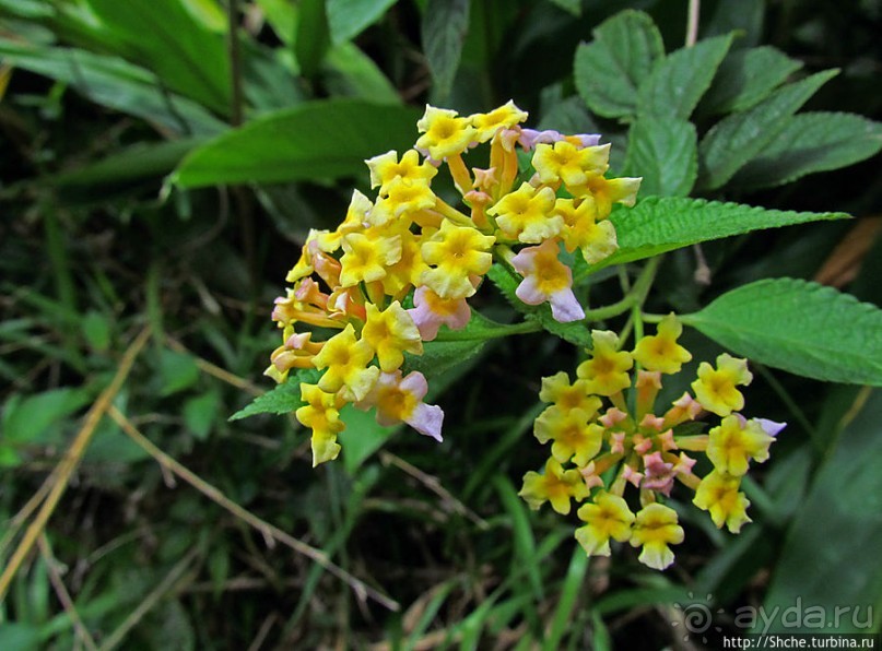 Все цветы мира к ногам наших подруг. Цветущий Мадагаскар