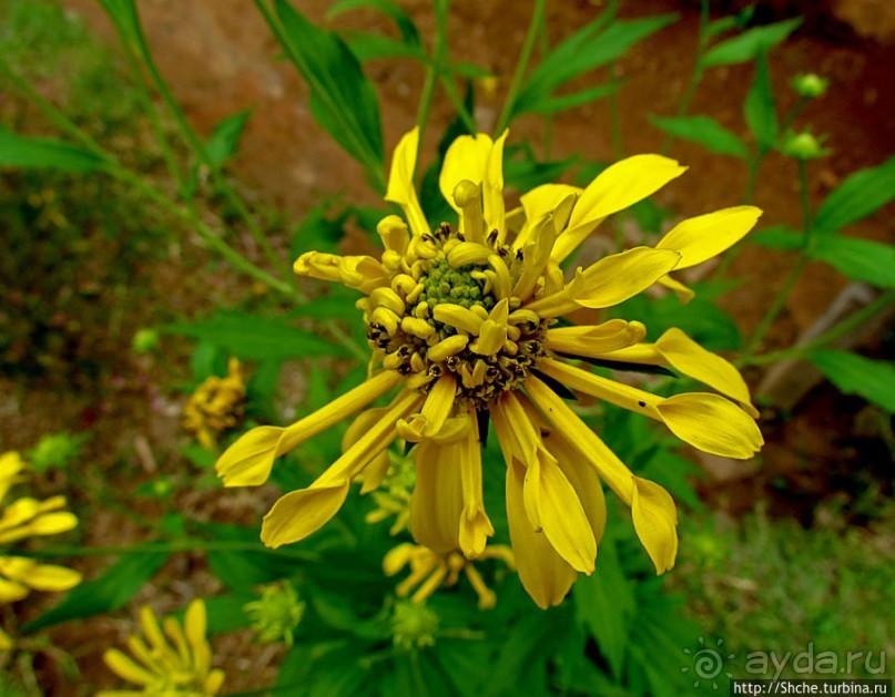 Все цветы мира к ногам наших подруг. Цветущий Мадагаскар