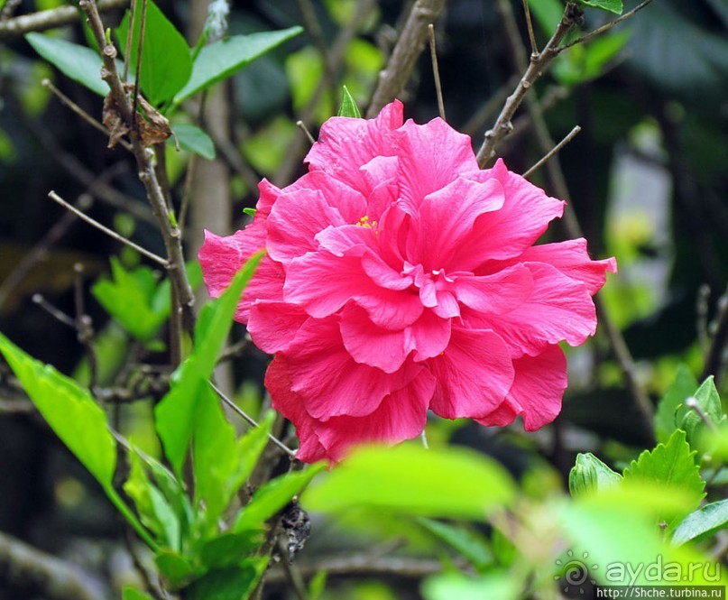 Все цветы мира к ногам наших подруг. Цветущий Мадагаскар