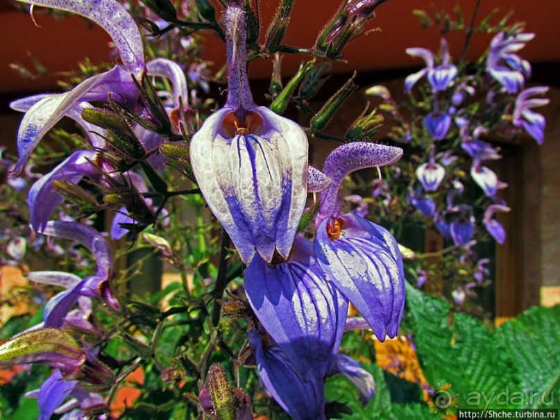 Все цветы мира к ногам наших подруг. Цветущий Мадагаскар