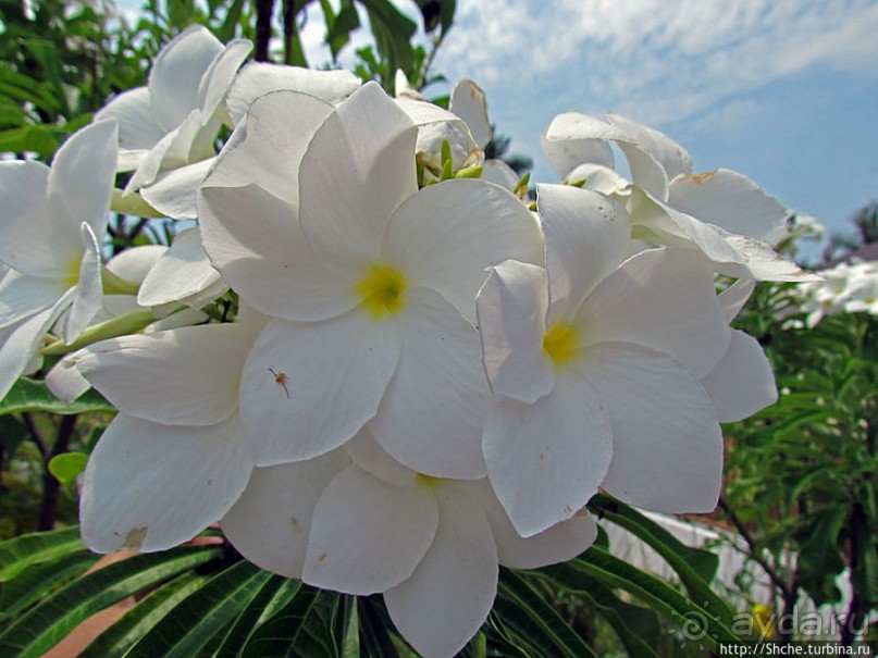 Все цветы мира к ногам наших подруг. Цветущий Мадагаскар