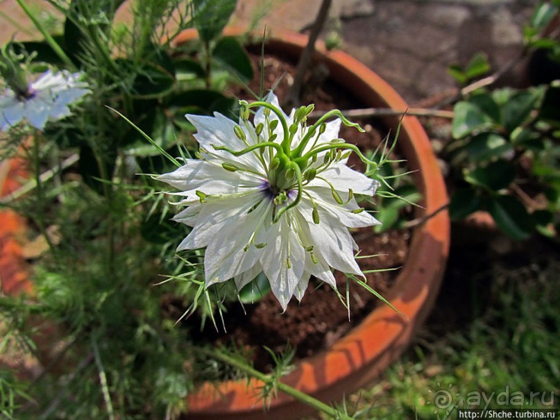Все цветы мира к ногам наших подруг. Цветущий Мадагаскар