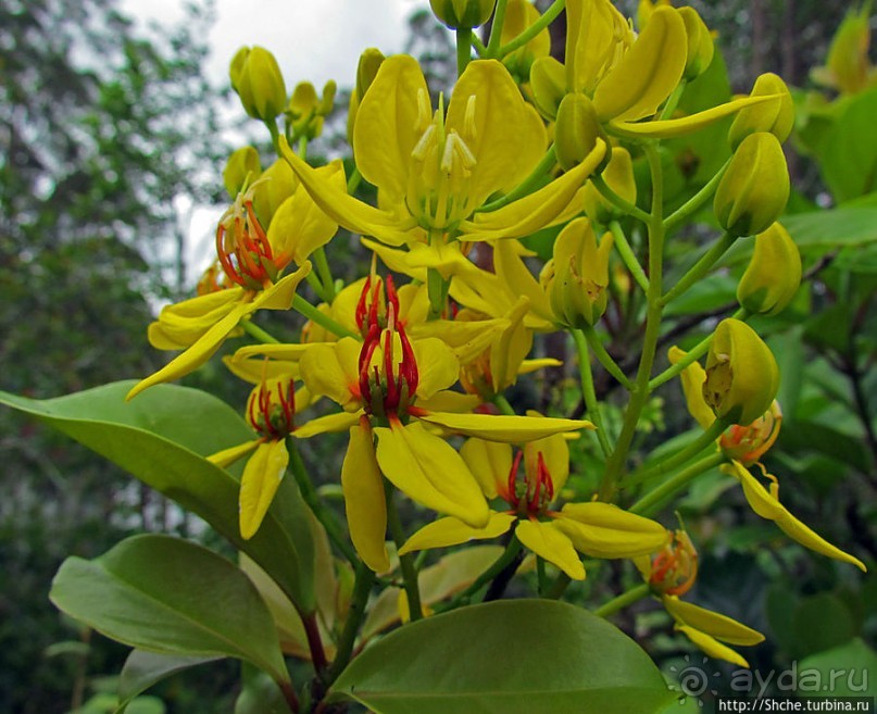 Все цветы мира к ногам наших подруг. Цветущий Мадагаскар