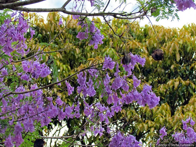 Все цветы мира к ногам наших подруг. Цветущий Мадагаскар