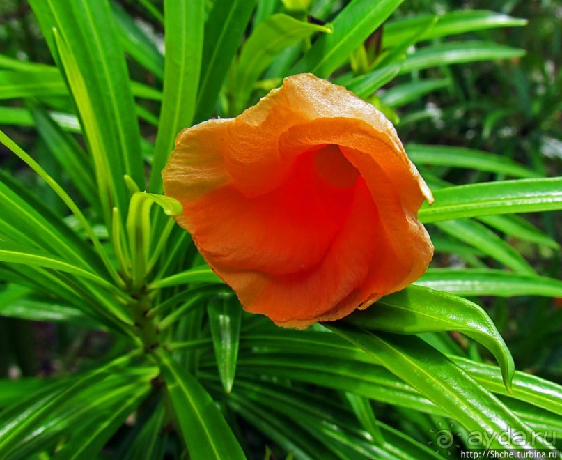 Все цветы мира к ногам наших подруг. Цветущий Мадагаскар