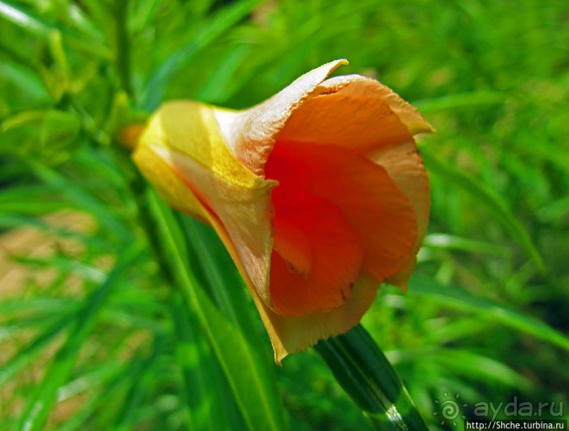 Все цветы мира к ногам наших подруг. Цветущий Мадагаскар