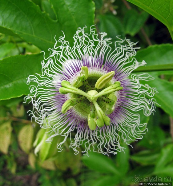 Все цветы мира к ногам наших подруг. Цветущий Мадагаскар