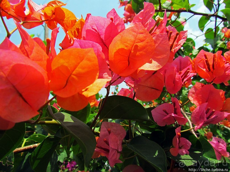 Все цветы мира к ногам наших подруг. Цветущий Мадагаскар