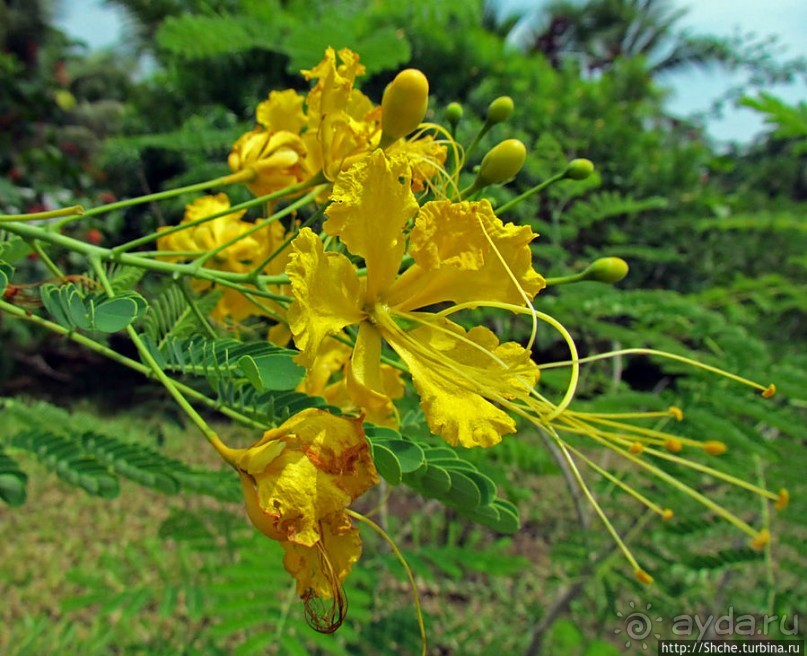 Все цветы мира к ногам наших подруг. Цветущий Мадагаскар