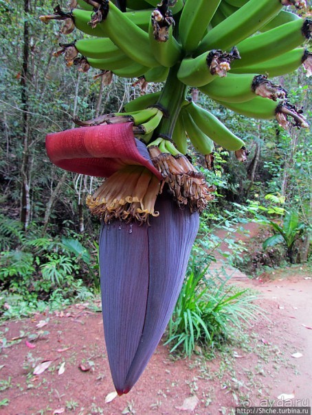 Все цветы мира к ногам наших подруг. Цветущий Мадагаскар