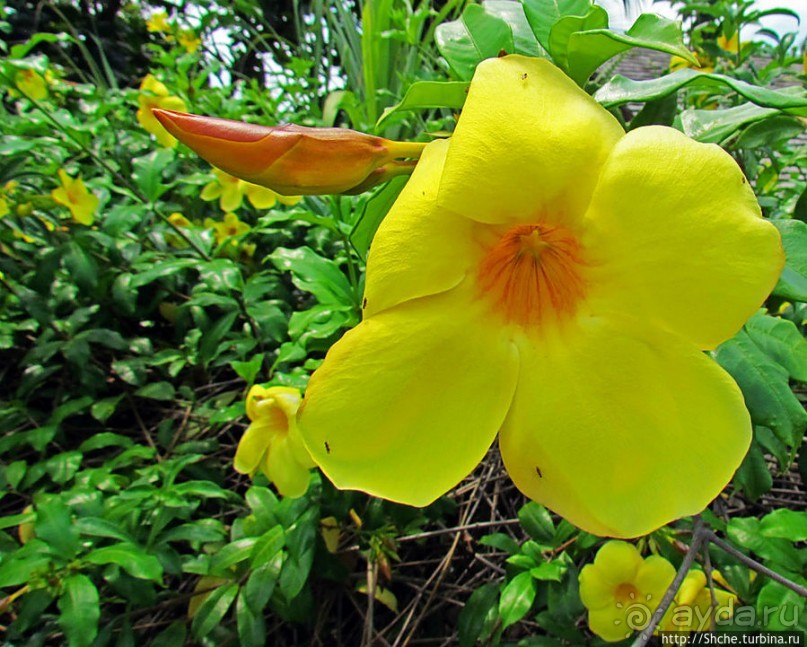 Все цветы мира к ногам наших подруг. Цветущий Мадагаскар