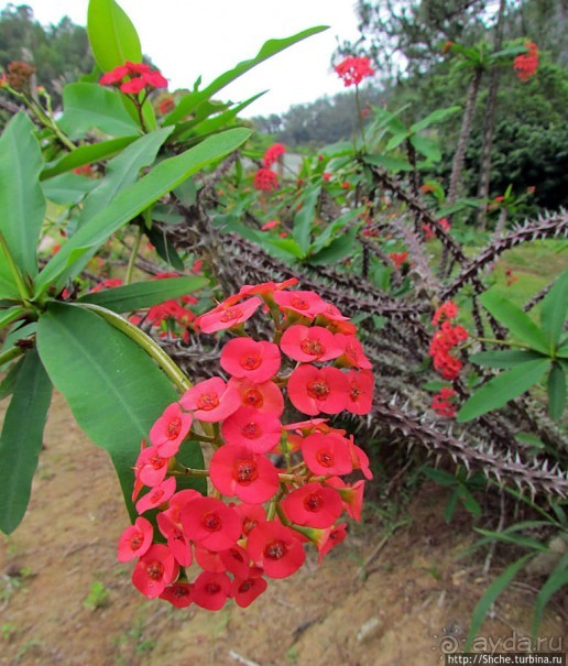 Все цветы мира к ногам наших подруг. Цветущий Мадагаскар