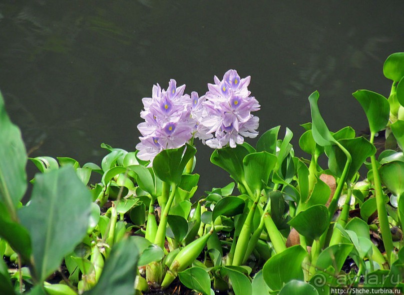 Все цветы мира к ногам наших подруг. Цветущий Мадагаскар