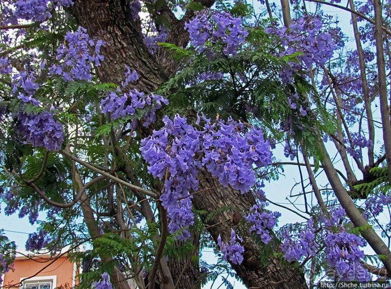 Все цветы мира к ногам наших подруг. Цветущий Мадагаскар