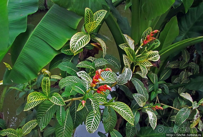 Все цветы мира к ногам наших подруг. Цветущий Мадагаскар