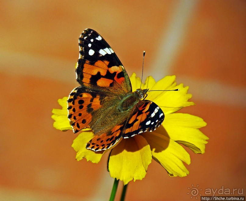 Все цветы мира к ногам наших подруг. Цветущий Мадагаскар