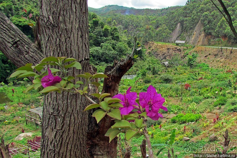 Все цветы мира к ногам наших подруг. Цветущий Мадагаскар