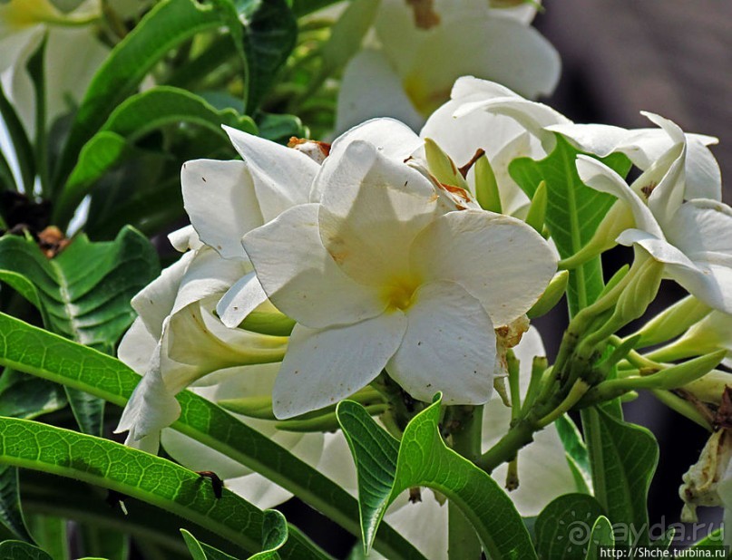 Все цветы мира к ногам наших подруг. Цветущий Мадагаскар