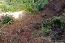 Волшебный лес Гавайев. Здесь не оставит след протектор авто