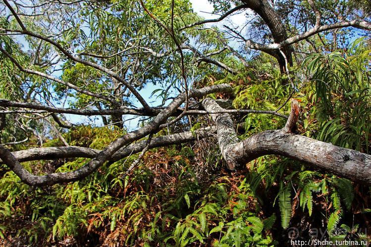 Волшебный лес Гавайев. Здесь не оставит след протектор авто