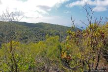 Волшебный лес Гавайев. Здесь не оставит след протектор авто