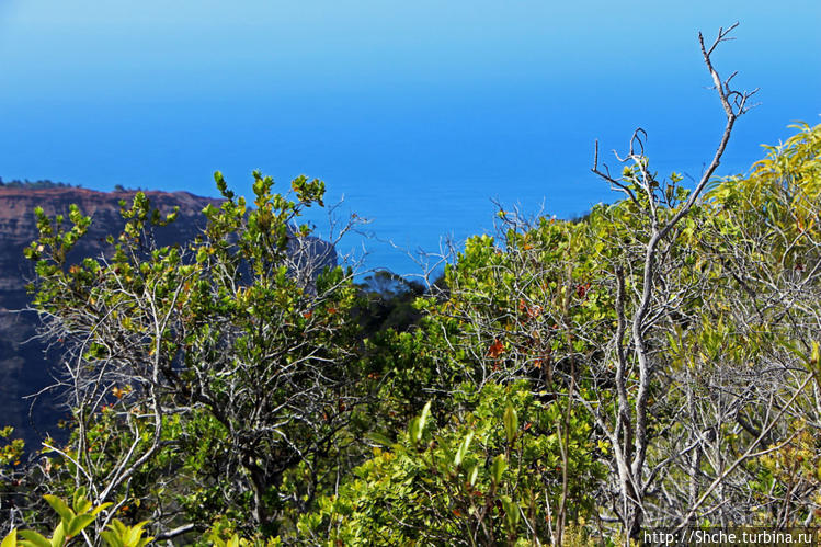 Волшебный лес Гавайев. Здесь не оставит след протектор авто