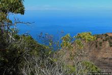 Волшебный лес Гавайев. Здесь не оставит след протектор авто