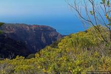Волшебный лес Гавайев. Здесь не оставит след протектор авто