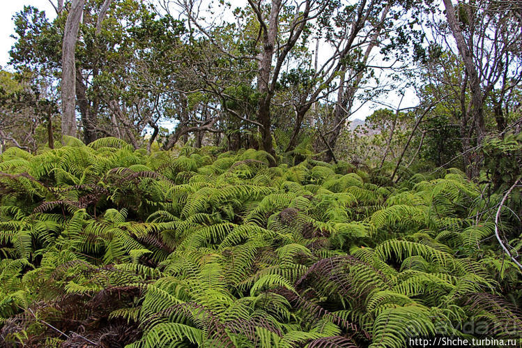Волшебный лес Гавайев. Здесь не оставит след протектор авто