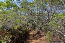 Волшебный лес Гавайев. Здесь не оставит след протектор авто