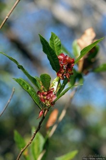 Волшебный лес Гавайев. Здесь не оставит след протектор авто
