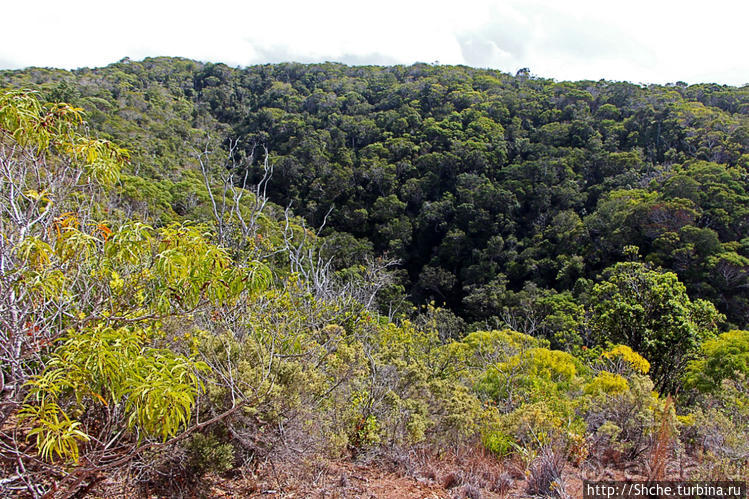 Волшебный лес Гавайев. Здесь не оставит след протектор авто